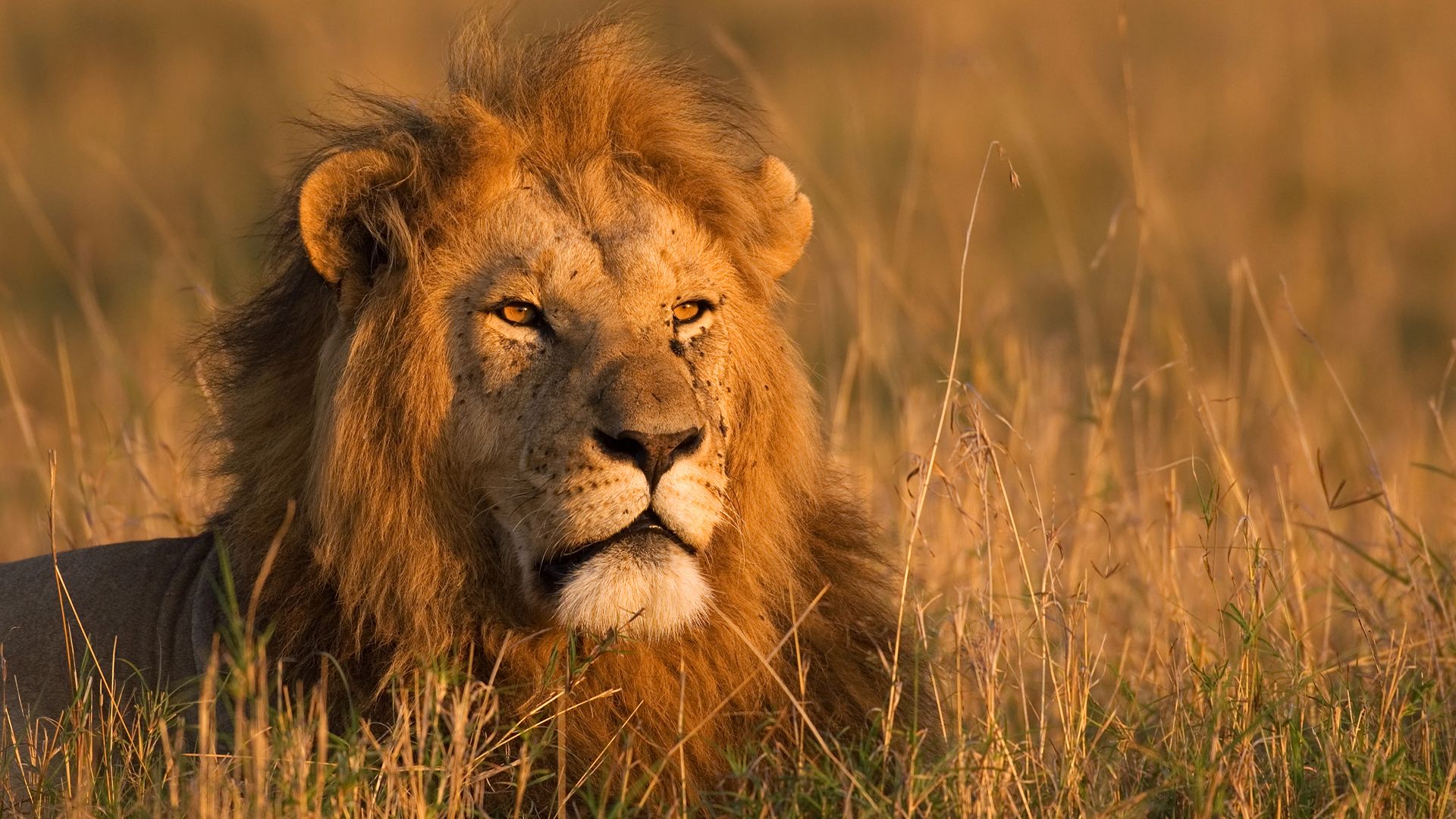 Shamwari Private Game Reserve Big 5 Safaris
