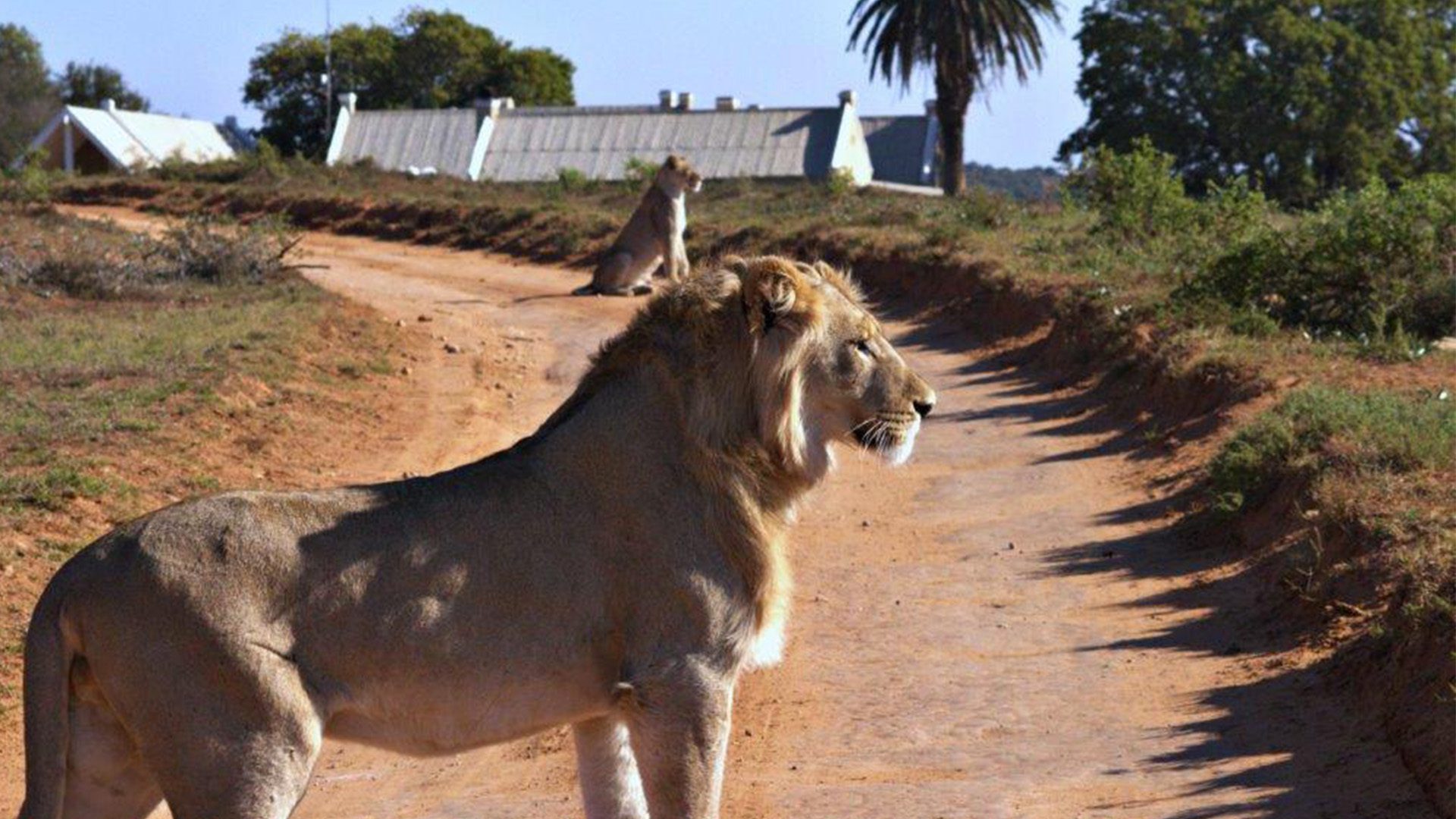 Addo Story